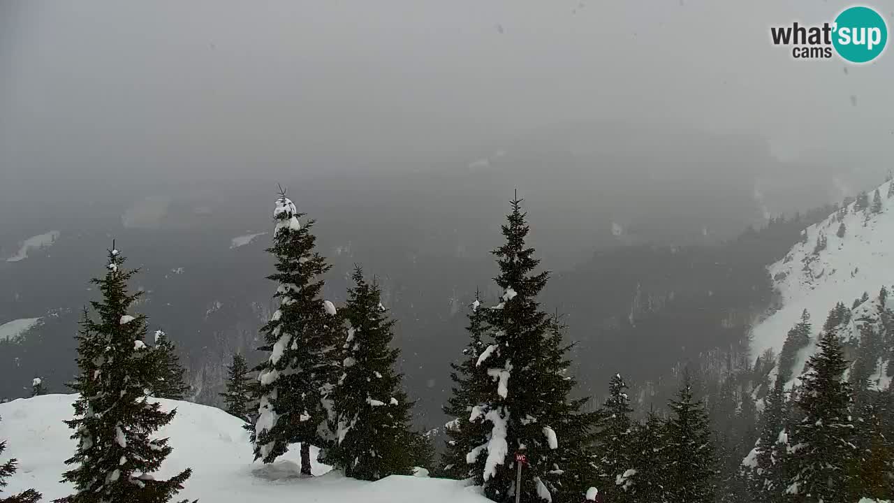 Webcam Koča na Golici (1582 m) – Slovenia