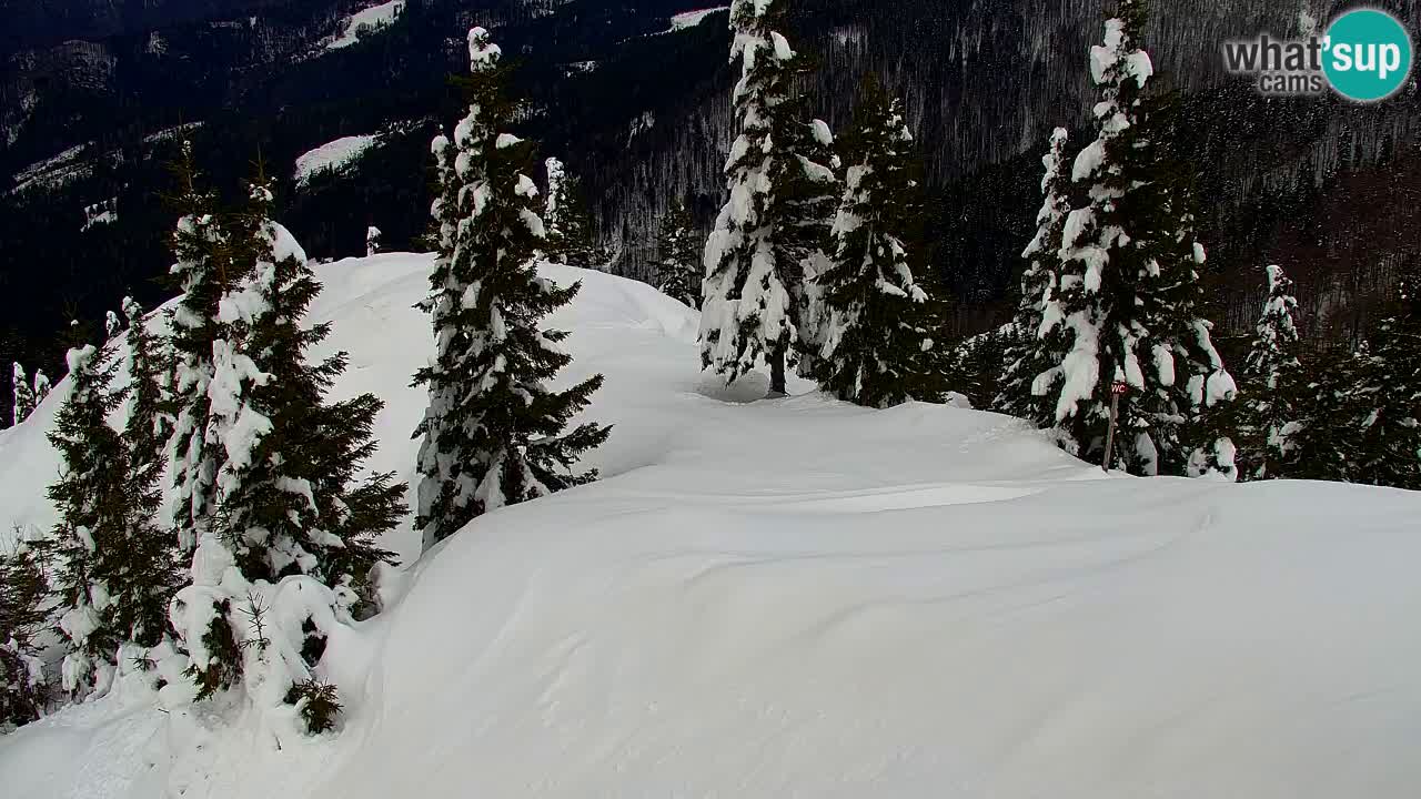 Koča na Golici Webcam (1582 m) – Slowenien