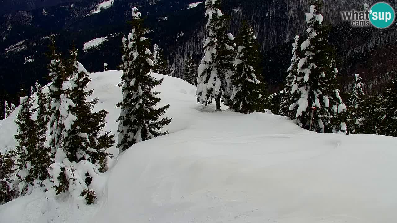 Webcam Koča na Golici (1582 m) – Slovenia