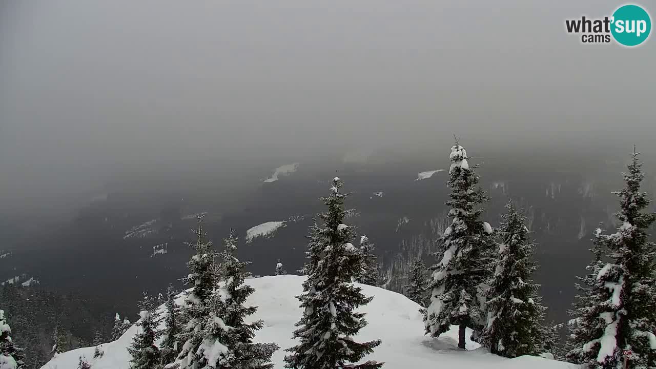 Webcam Koča na Golici (1582 m) – Slovenia