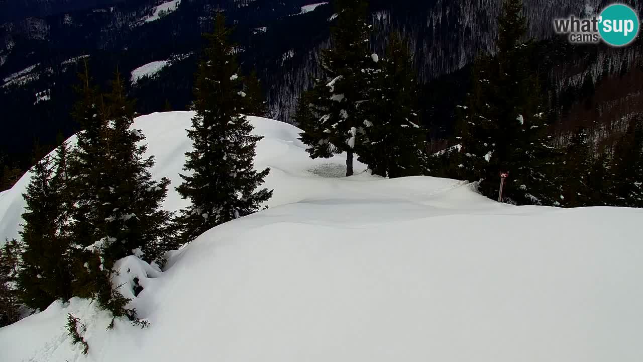 Web kamera Koča na Golici (1582 m) – Slovenija