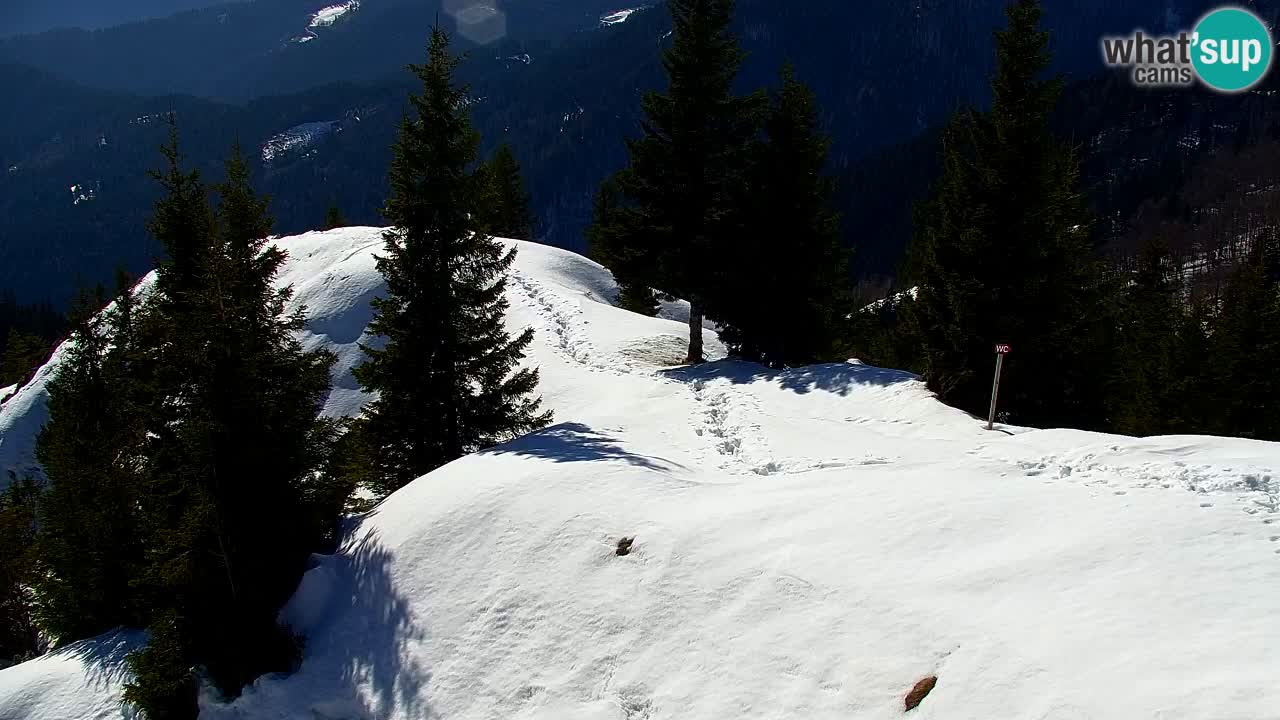 Webcam Koča na Golici (1582 m) – Slovenia