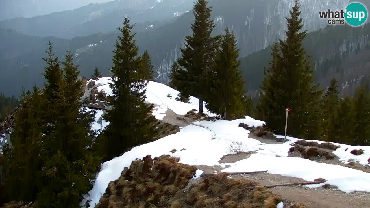 Web kamera Koča na Golici (1582 m) – Slovenija