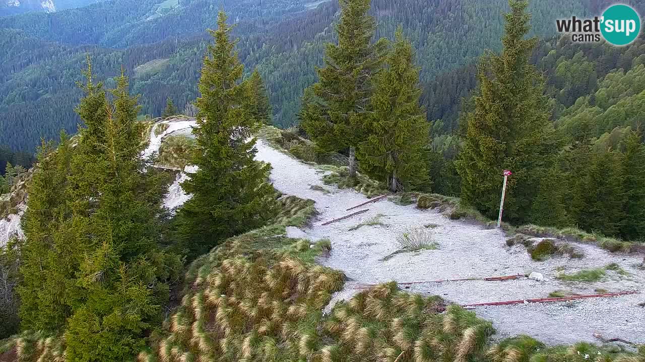 Webcam Koča na Golici (1582 m) – Slovenia