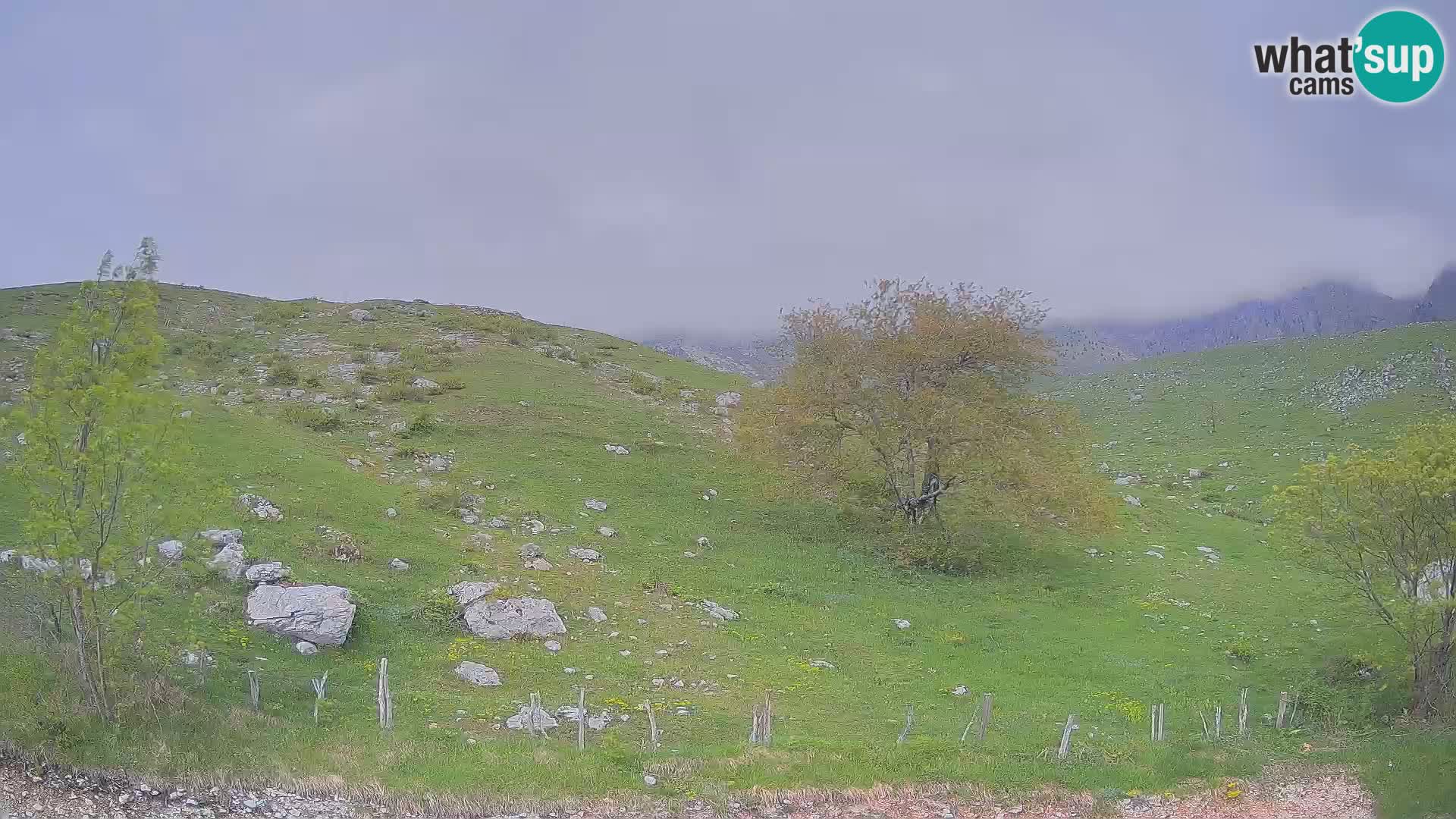 Webcam Krn – Planina Kuhinja ( Plateau Kuhinja ) – Kobarid – Slovenia