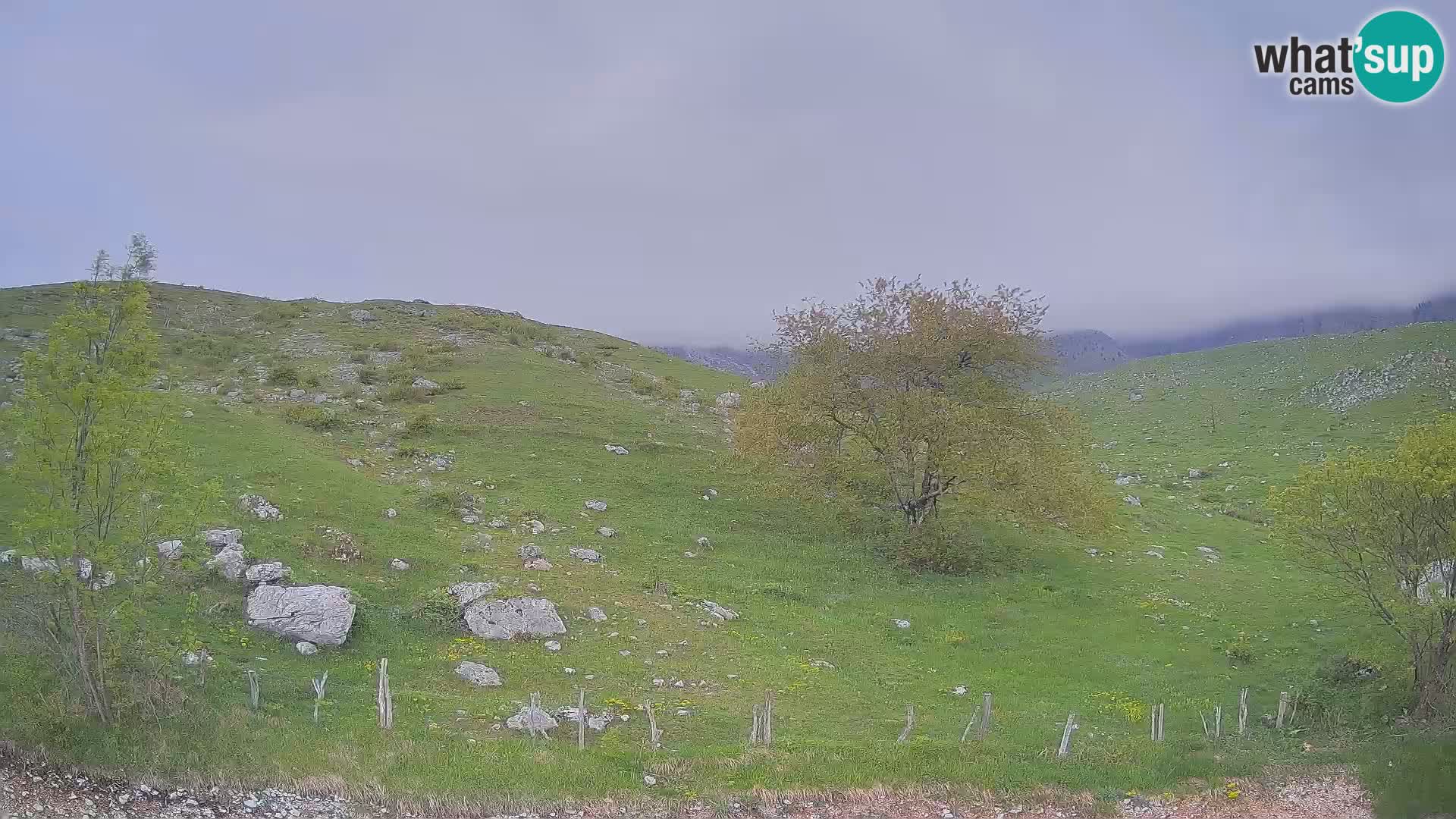 Spletna kamera Planina Kuhinja – KRN – Kobarid