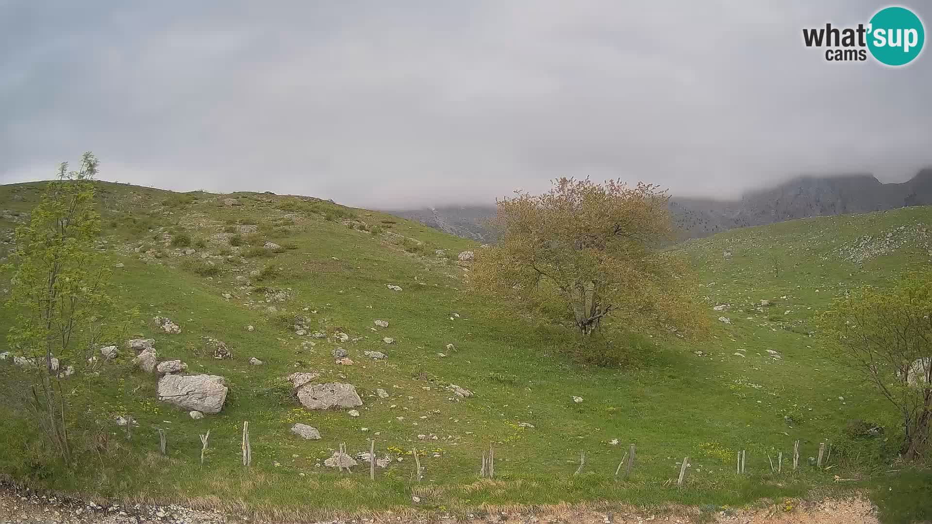 Webcam Krn – Planina Kuhinja ( Plateau Kuhinja ) – Kobarid – Slovenia
