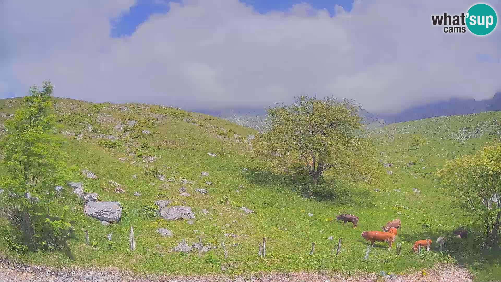 Webcam Krn – Planina Kuhinja ( Plateau Kuhinja ) – Kobarid – Slovenia