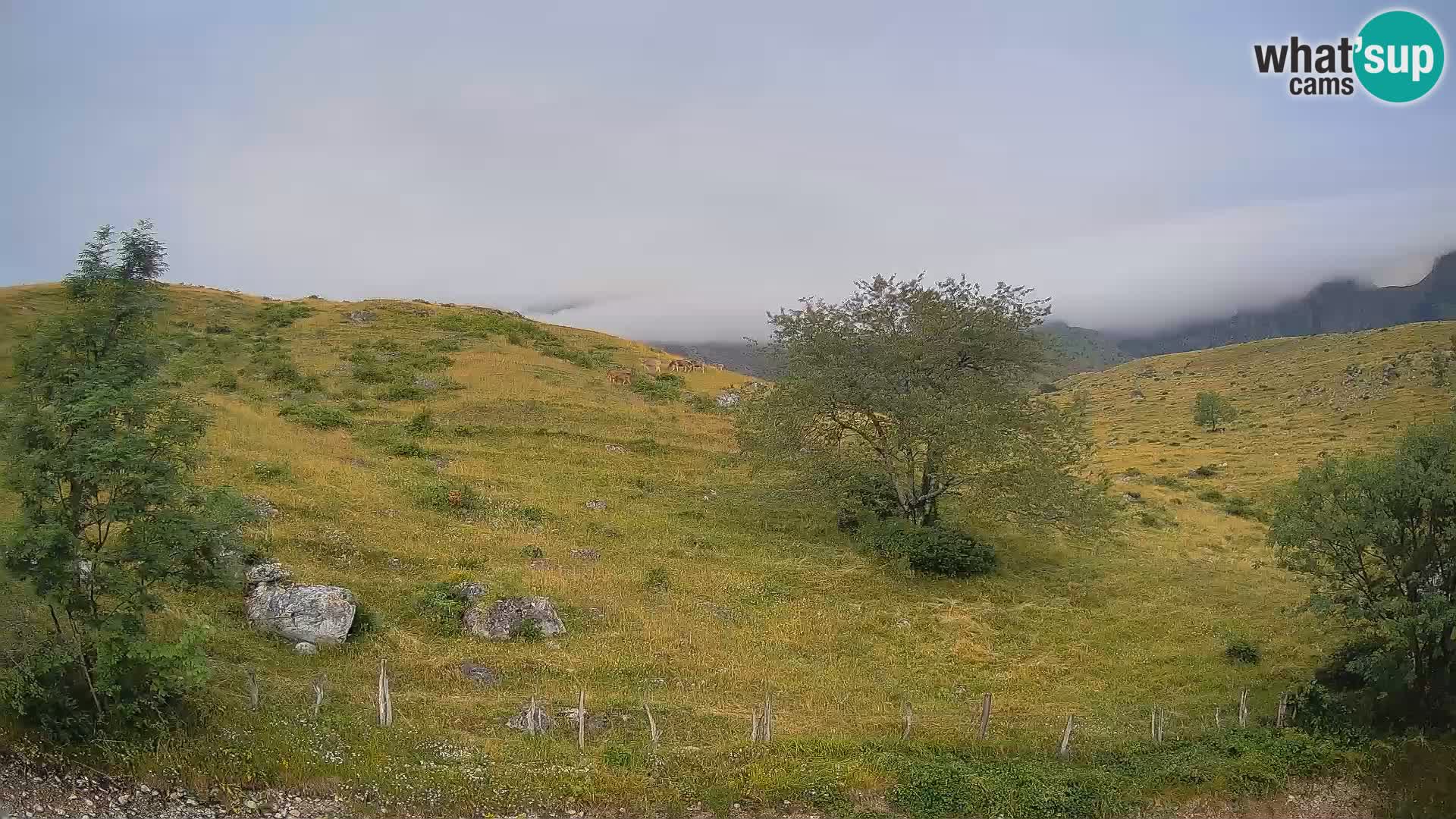 Spletna kamera Planina Kuhinja – KRN – Kobarid