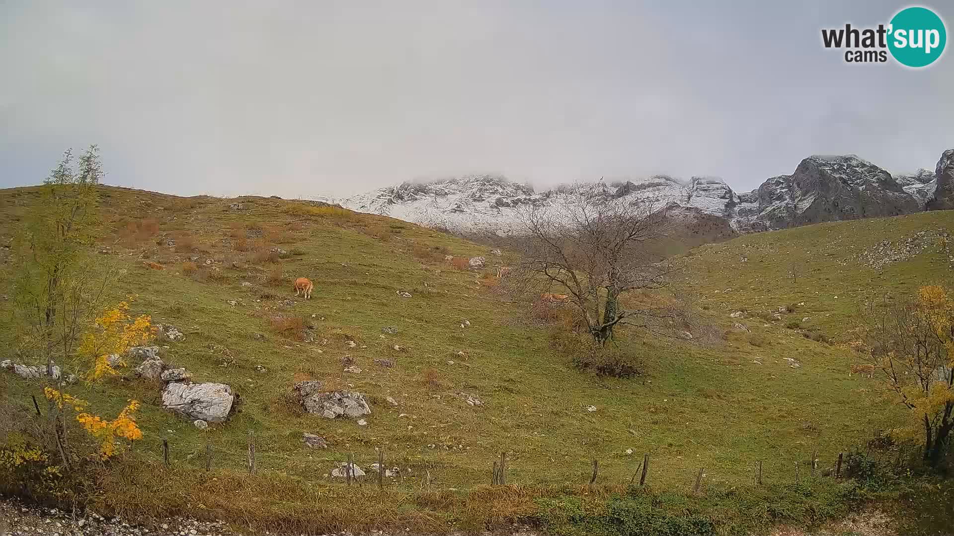 Webcam Krn – Planina Kuhinja ( Plateau Kuhinja ) – Kobarid – Slovenia