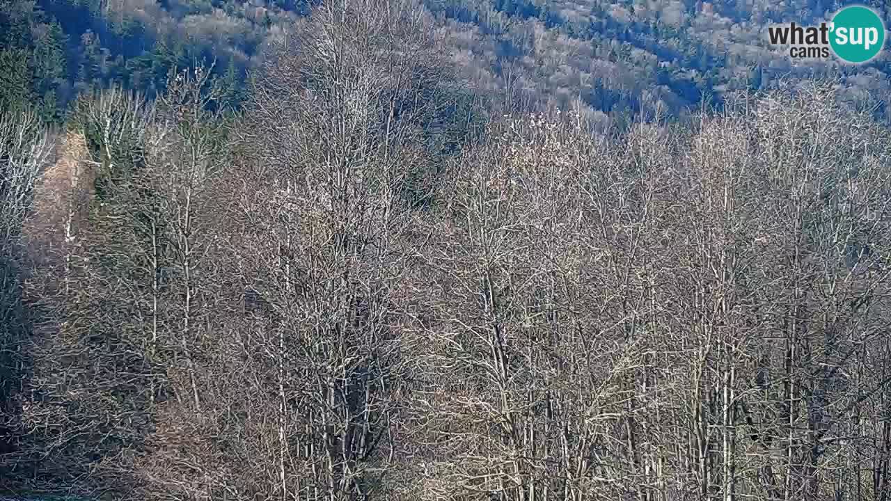 Spletna kamera Kočevje – MTB trail center v živo