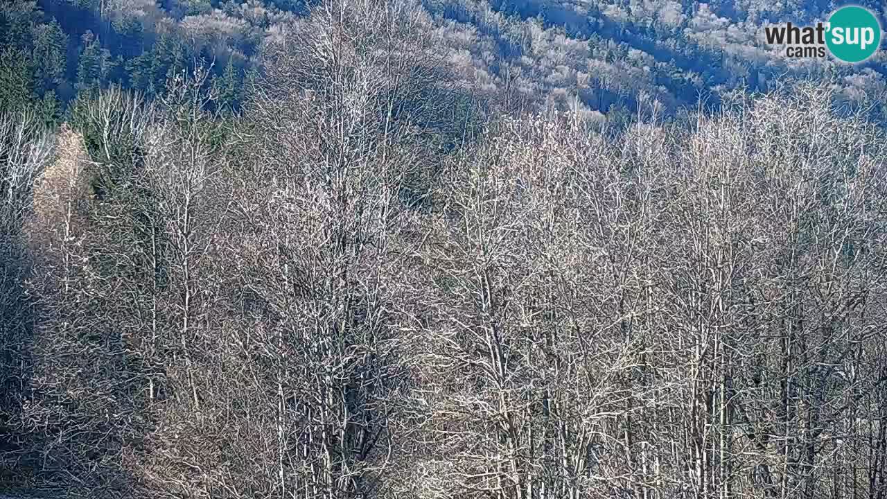 Camera en vivo Kočevje – MTB trail center – Eslovenia