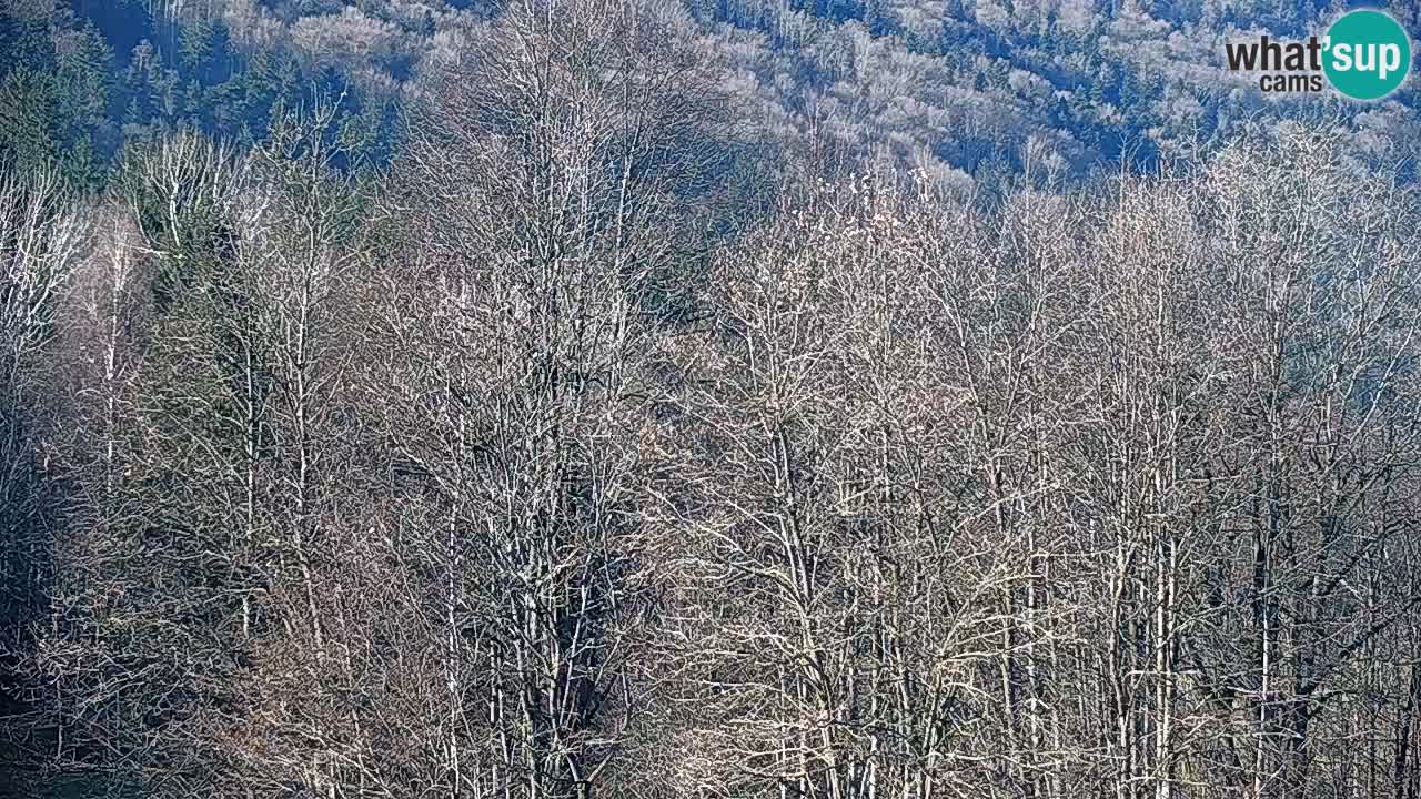 Web kamera Kočevje – MTB trail center – Slovenija