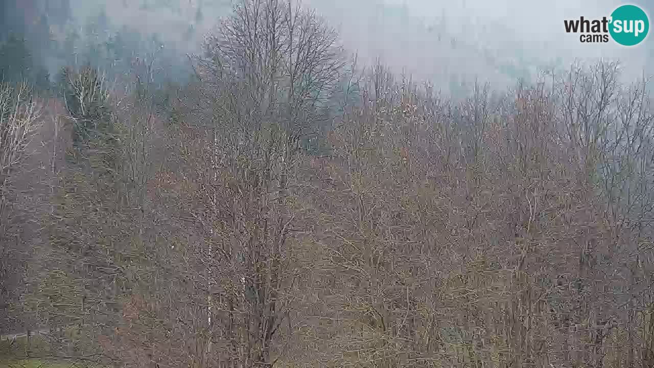 Kočevje Live webcam – MTB trail center – Slowenien