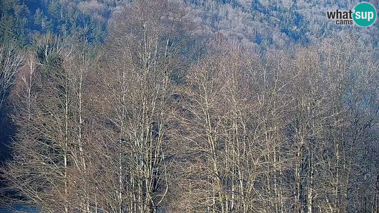 Camera en vivo Kočevje – MTB trail center – Eslovenia