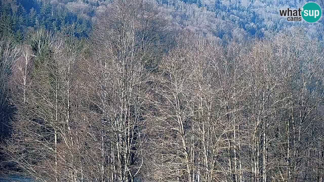 Camera en vivo Kočevje – MTB trail center – Eslovenia