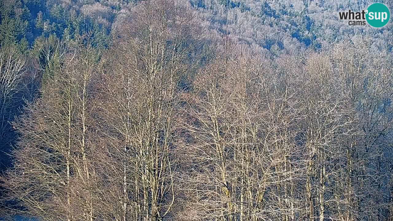 Webcam en direct Kočevje – Centre de trail VTT – Slovénie