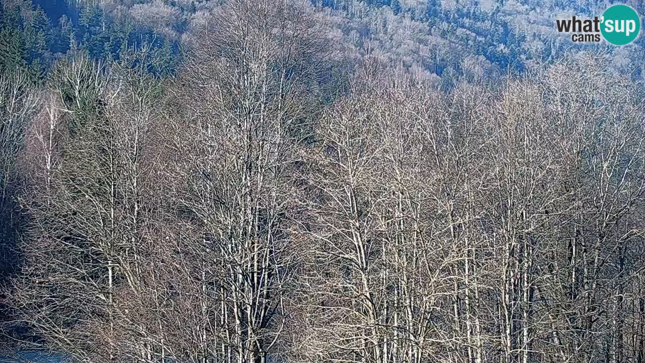 Live webcam Kočevje – MTB trail center – Slovenia