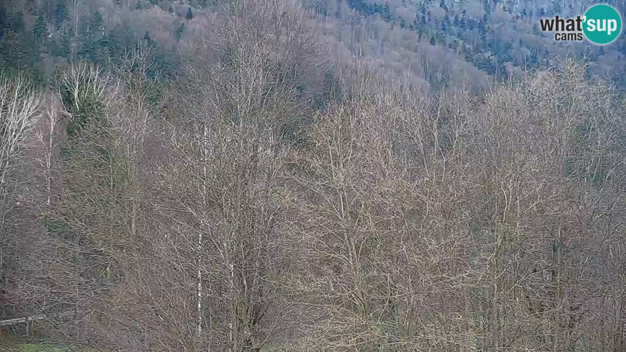 Webcam Kočevje – centro allenamento e svago MTB trail center – Slovenia