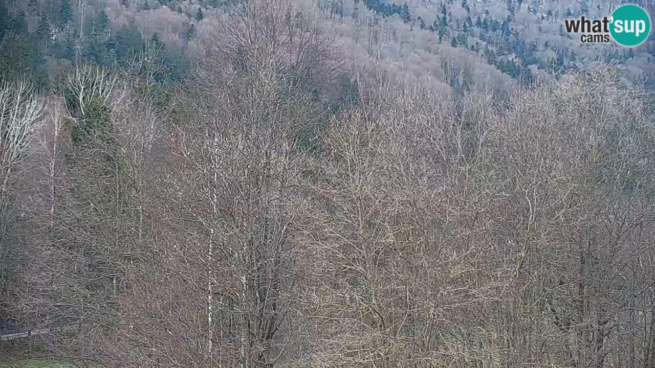 Spletna kamera Kočevje – MTB trail center v živo