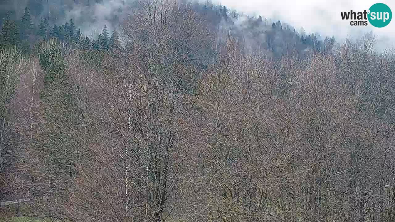 Spletna kamera Kočevje – MTB trail center v živo