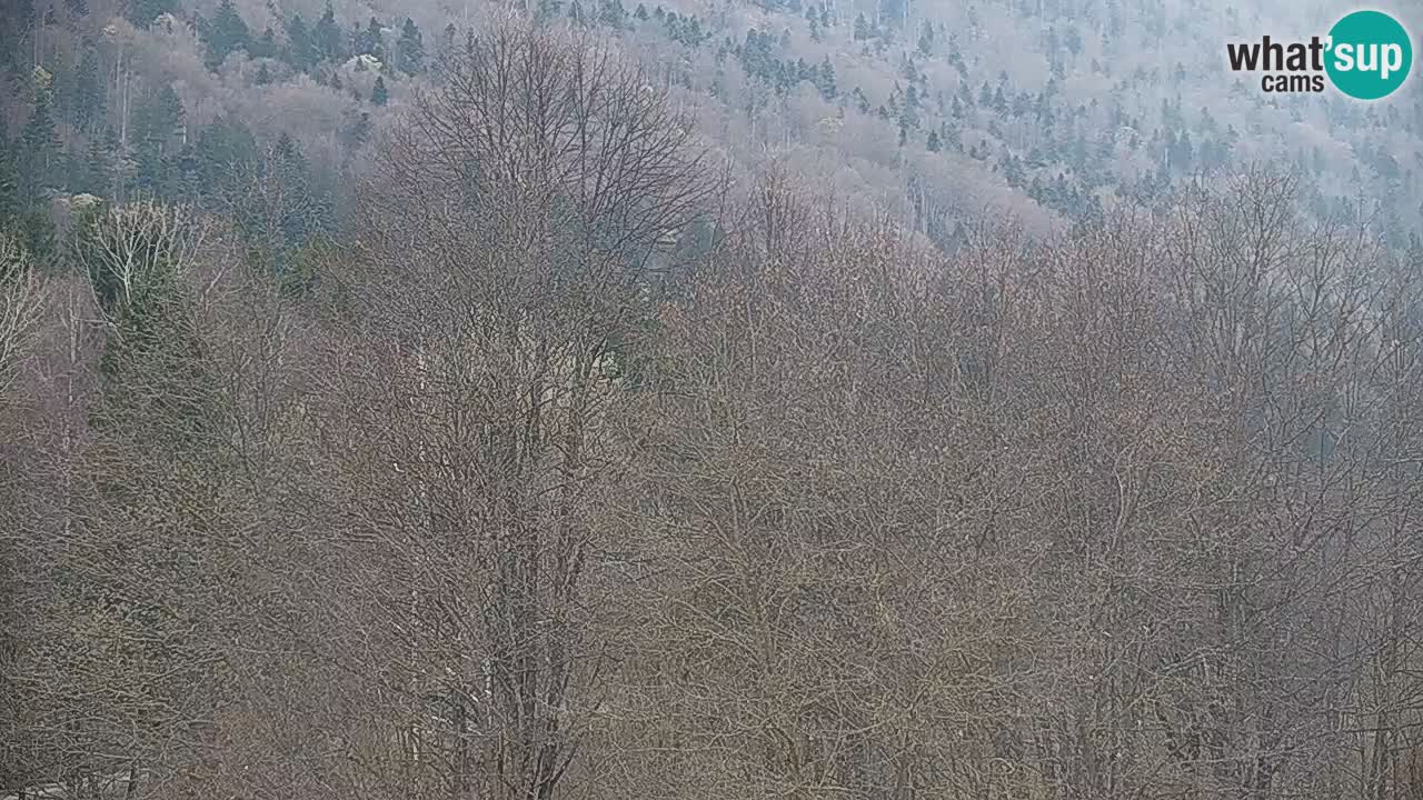 Spletna kamera Kočevje – MTB trail center v živo