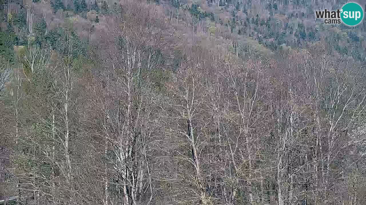 Kočevje Live webcam – MTB trail center – Slowenien