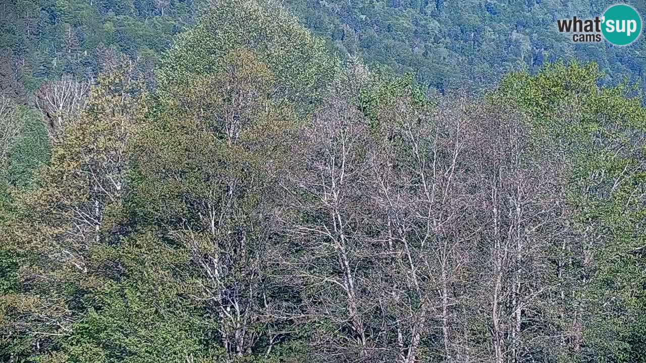 Live webcam Kočevje – MTB trail center – Slovenia