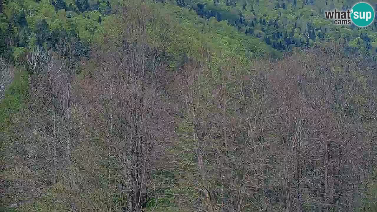 Spletna kamera Kočevje – MTB trail center v živo