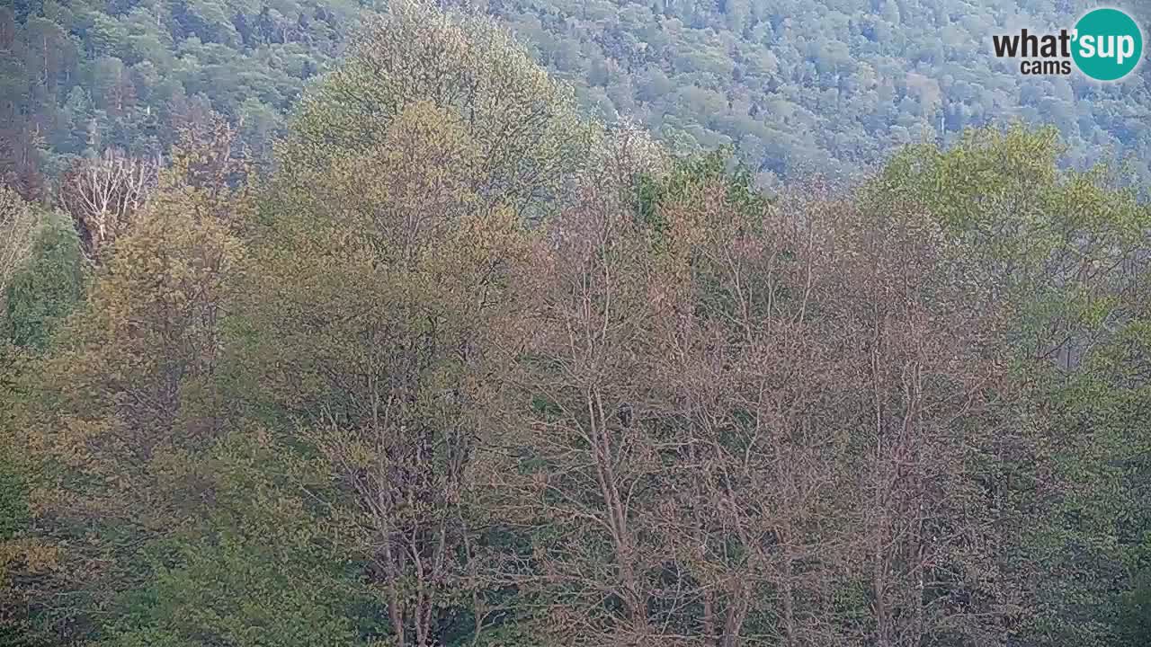 Camera en vivo Kočevje – MTB trail center – Eslovenia