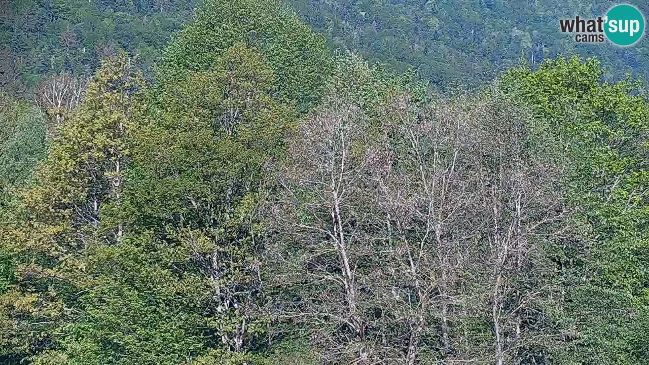 Live webcam Kočevje – MTB trail center – Slovenia