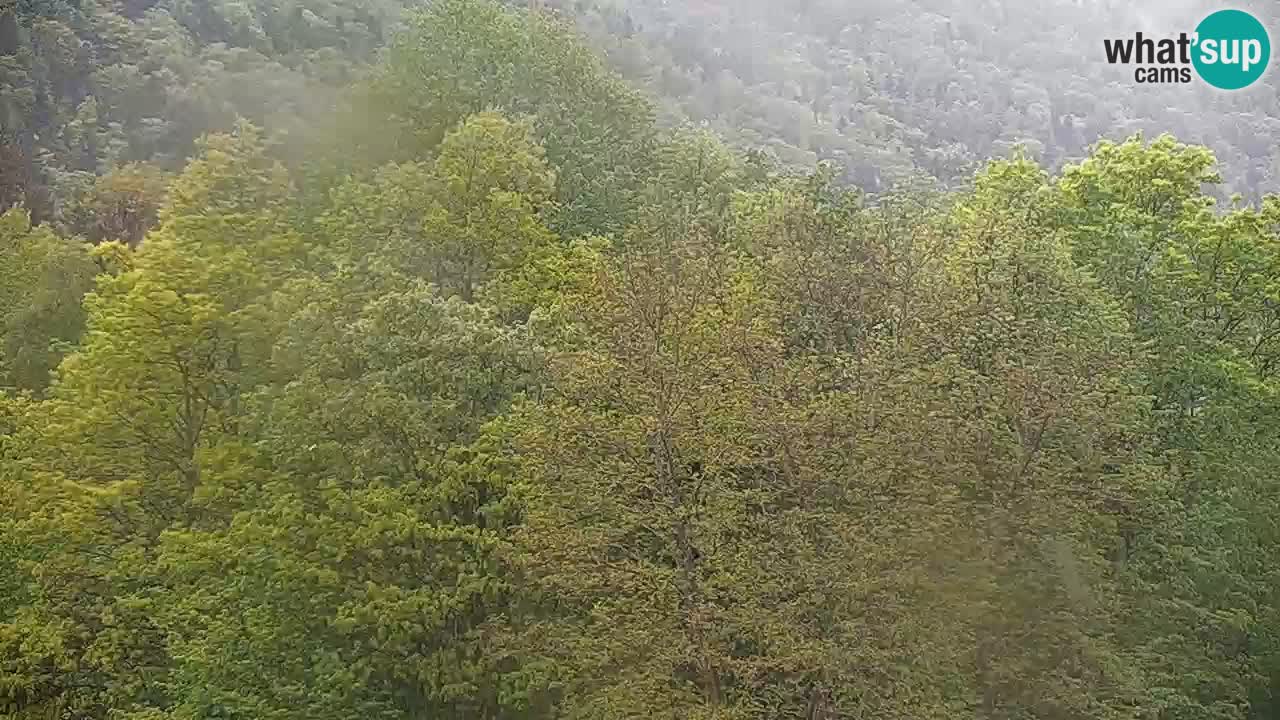 Spletna kamera Kočevje – MTB trail center v živo