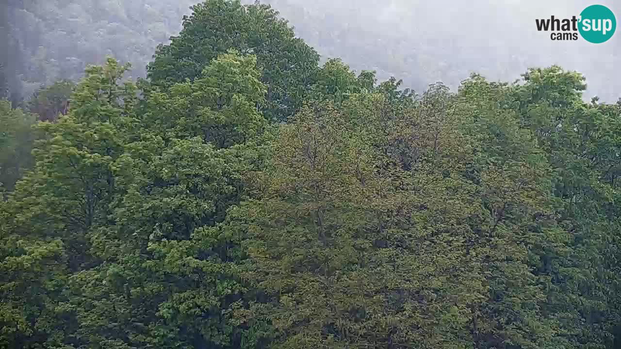Live webcam Kočevje – MTB trail center – Slovenia
