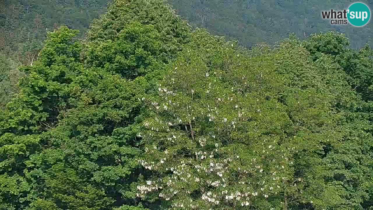 Live webcam Kočevje – MTB trail center – Slovenia