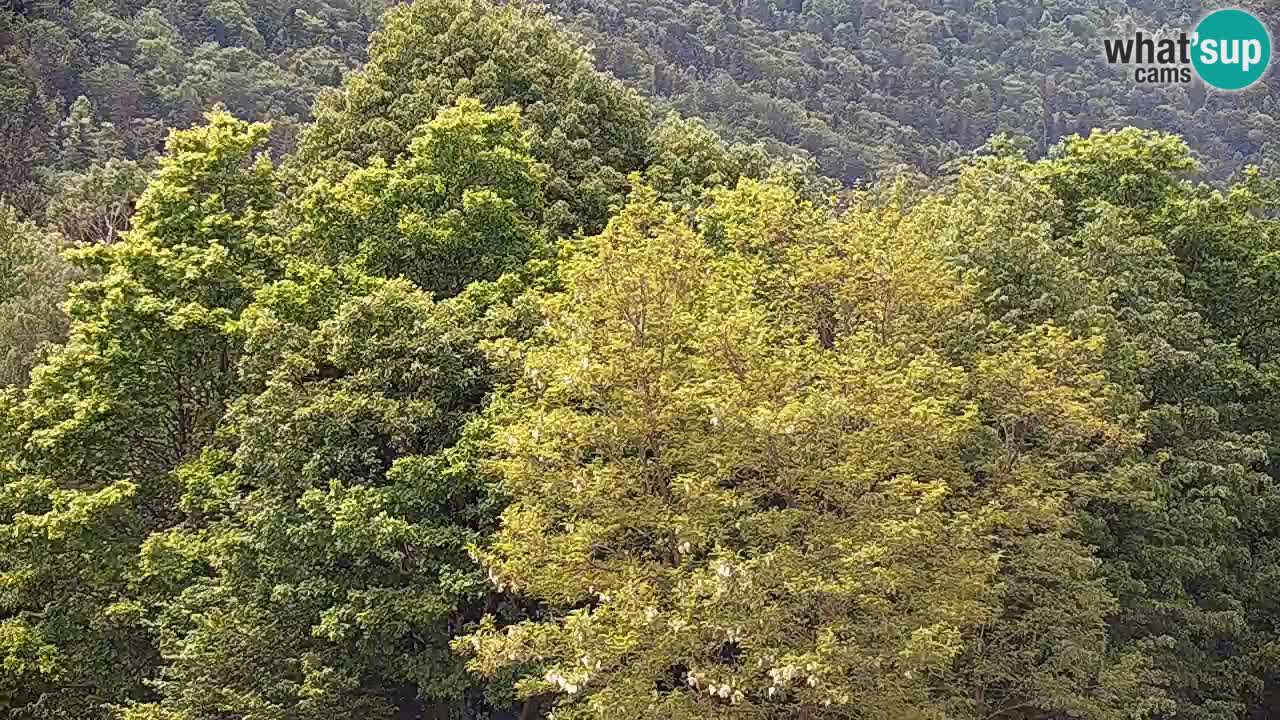 Kočevje Live webcam – MTB trail center – Slowenien