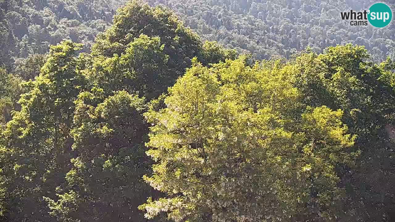 Webcam Kočevje – centro allenamento e svago MTB trail center – Slovenia