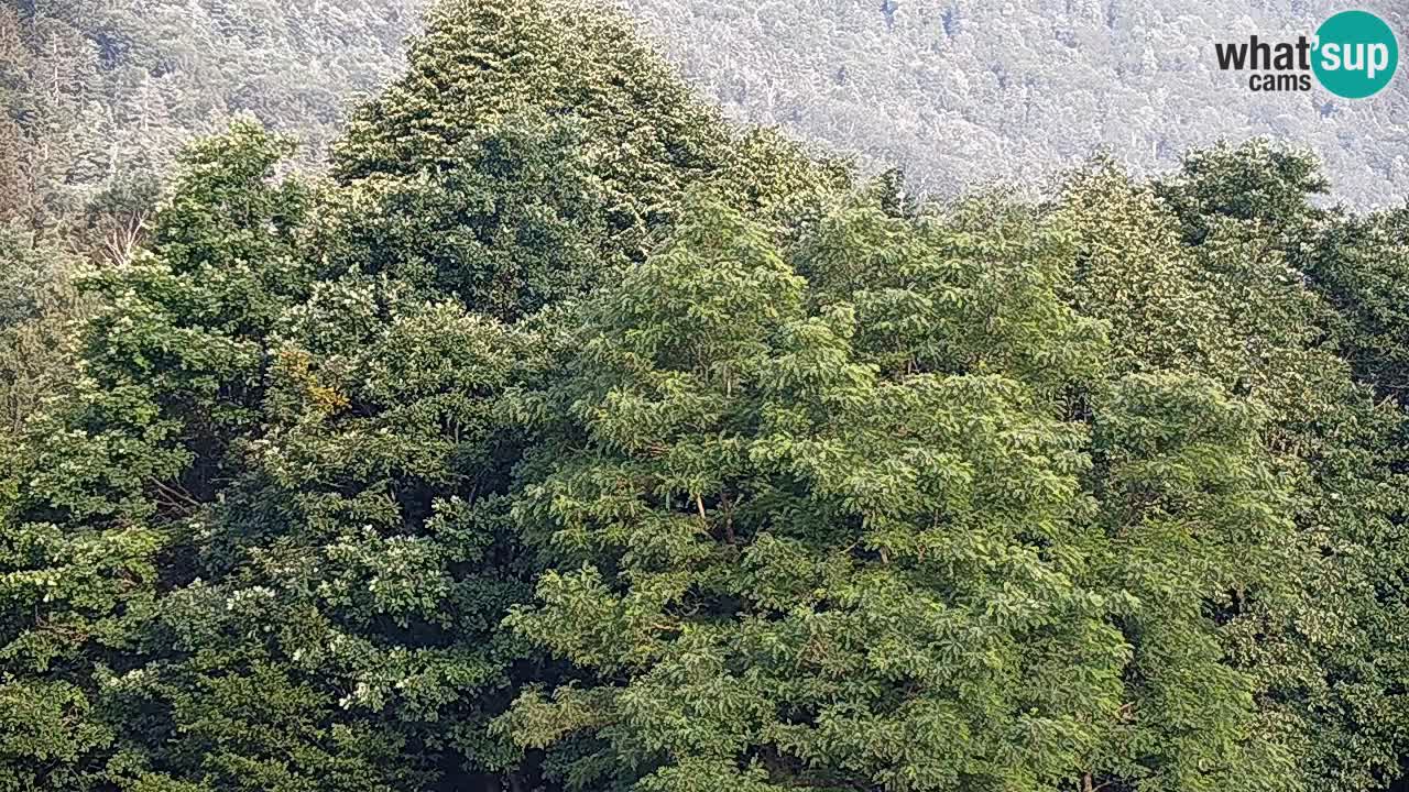 Live webcam Kočevje – MTB trail center – Slovenia