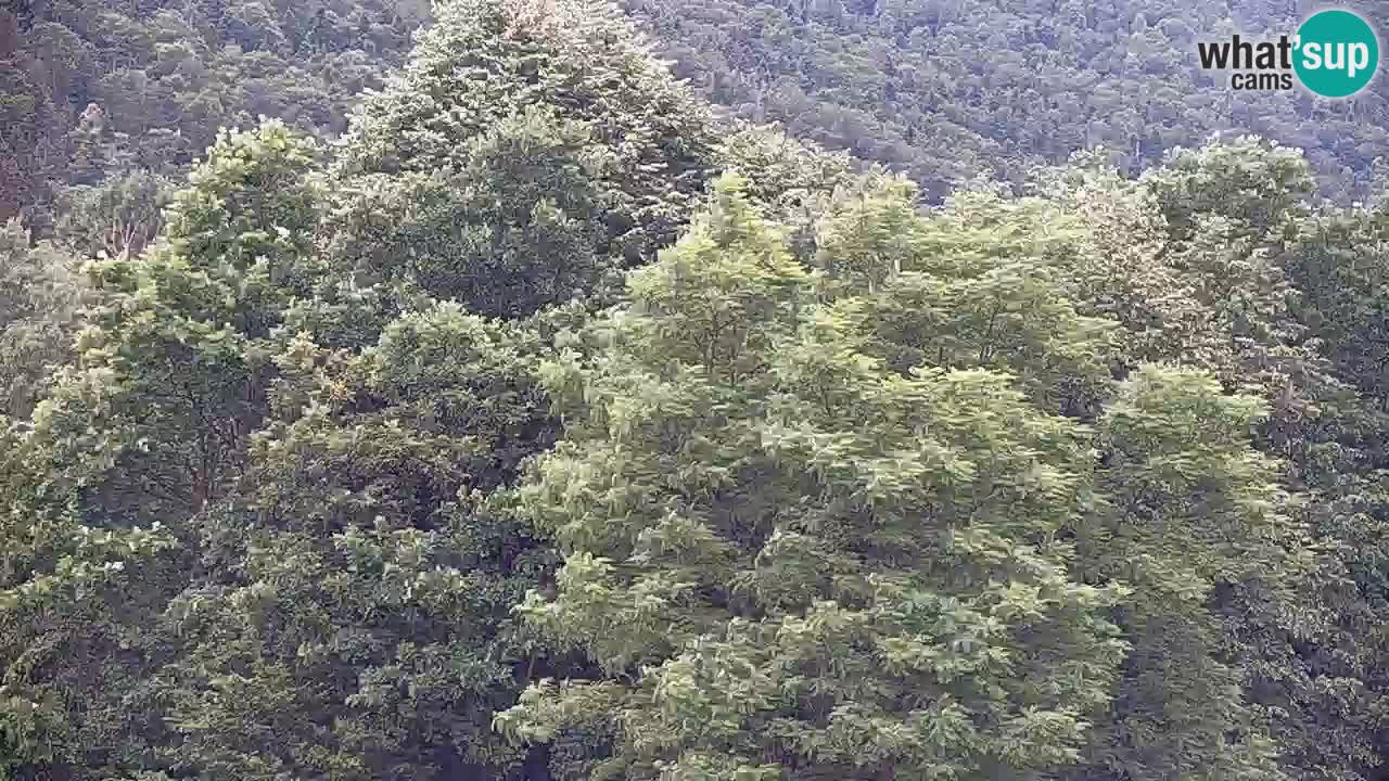 Spletna kamera Kočevje – MTB trail center v živo