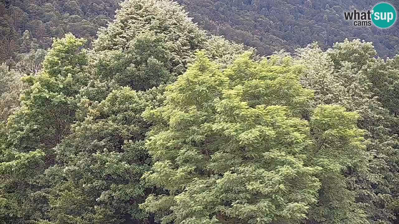 Live webcam Kočevje – MTB trail center – Slovenia
