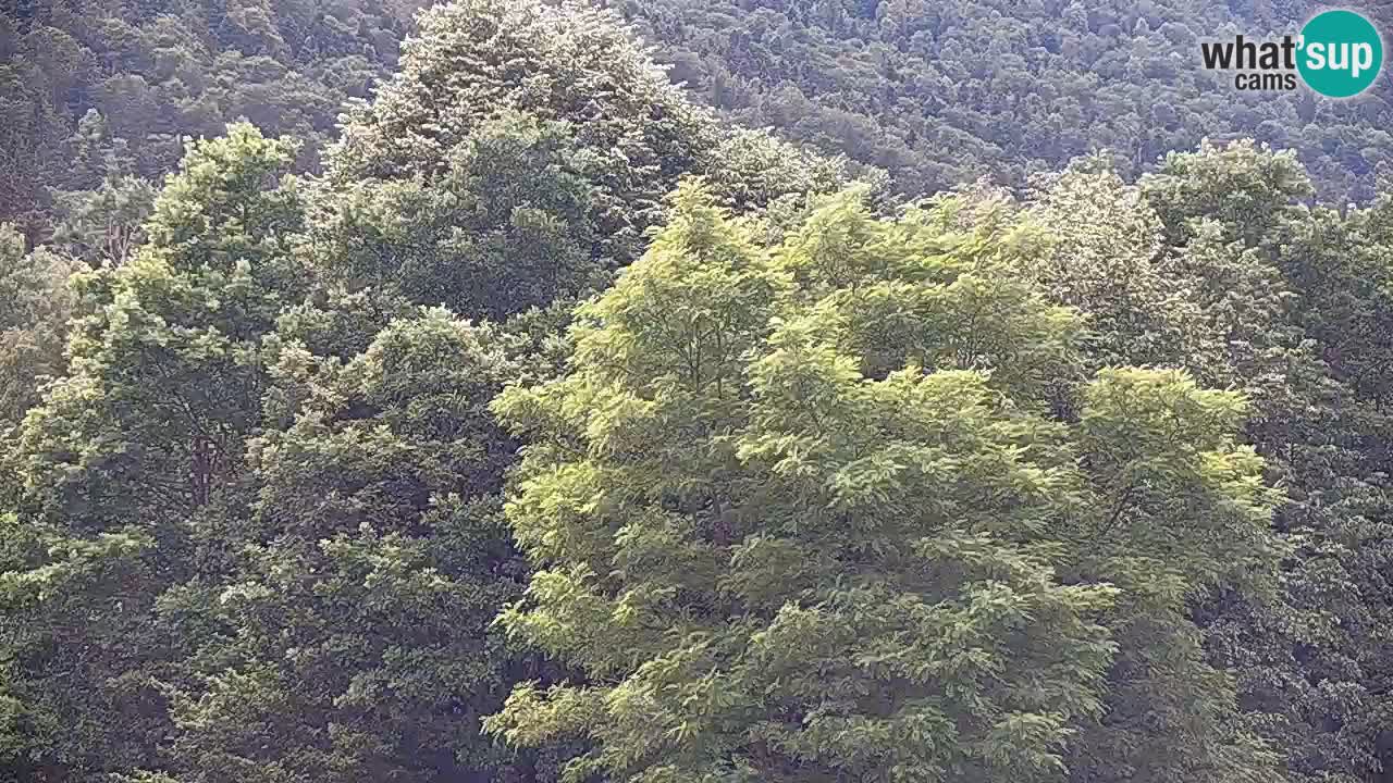 Webcam Kočevje – centro allenamento e svago MTB trail center – Slovenia