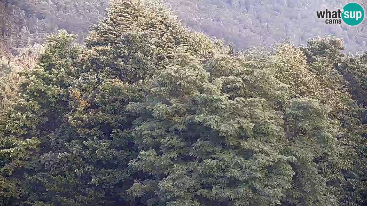 Spletna kamera Kočevje – MTB trail center v živo