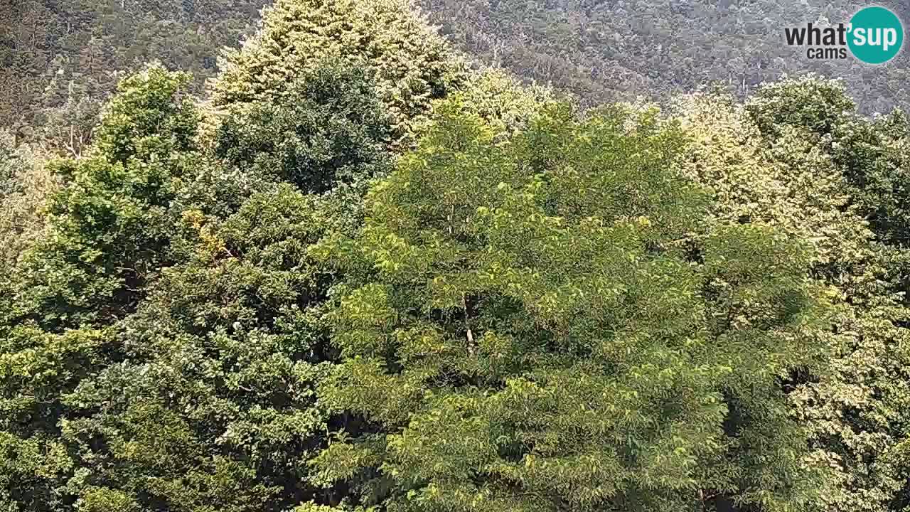 Kočevje Live webcam – MTB trail center – Slowenien