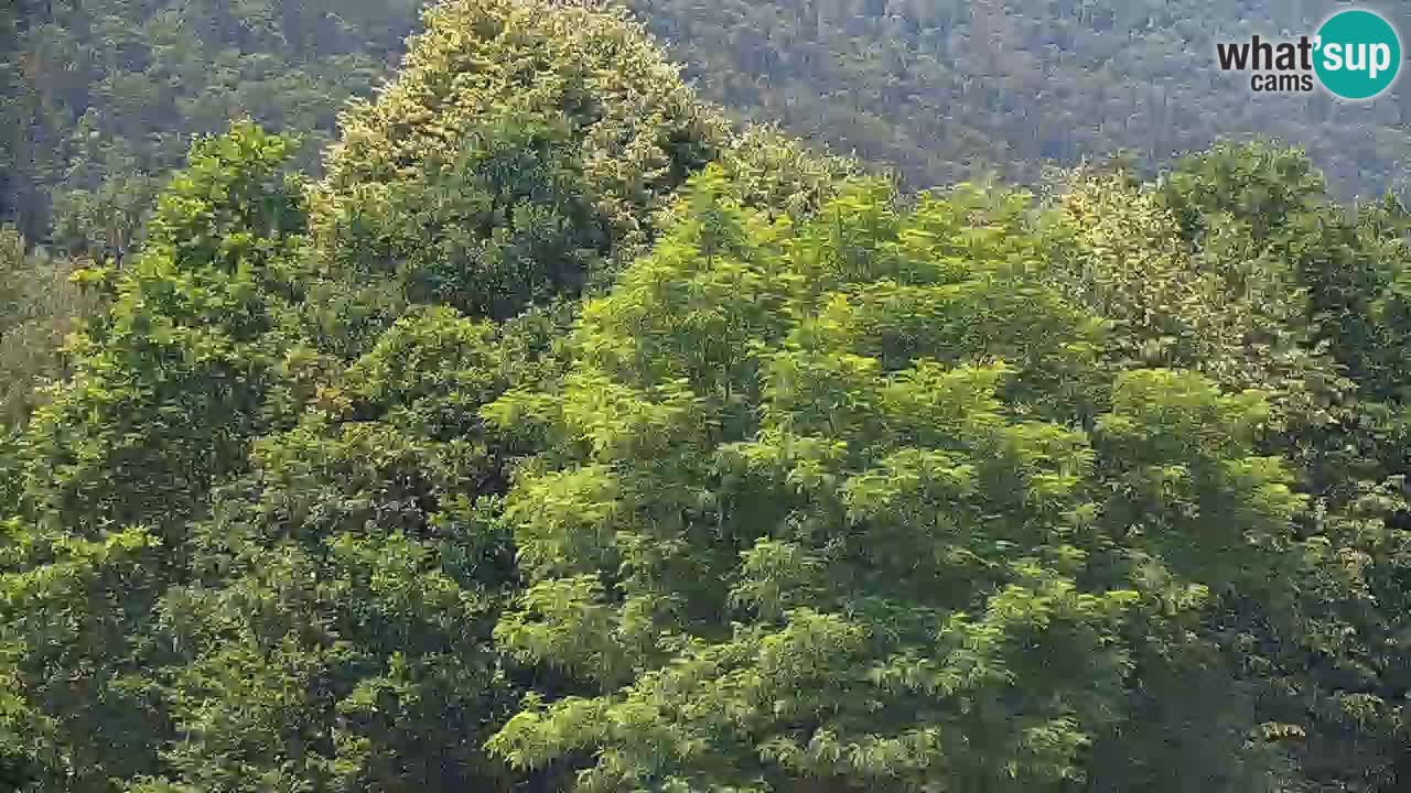 Live webcam Kočevje – MTB trail center – Slovenia
