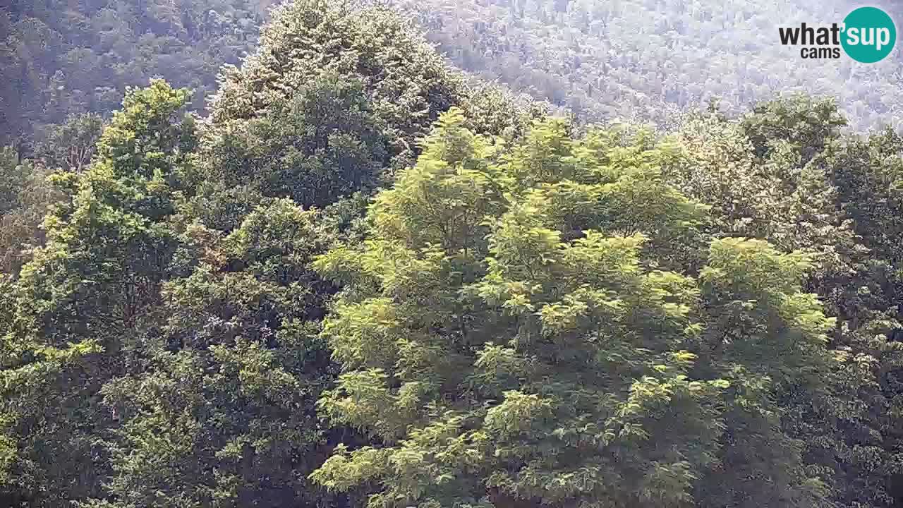 Spletna kamera Kočevje – MTB trail center v živo