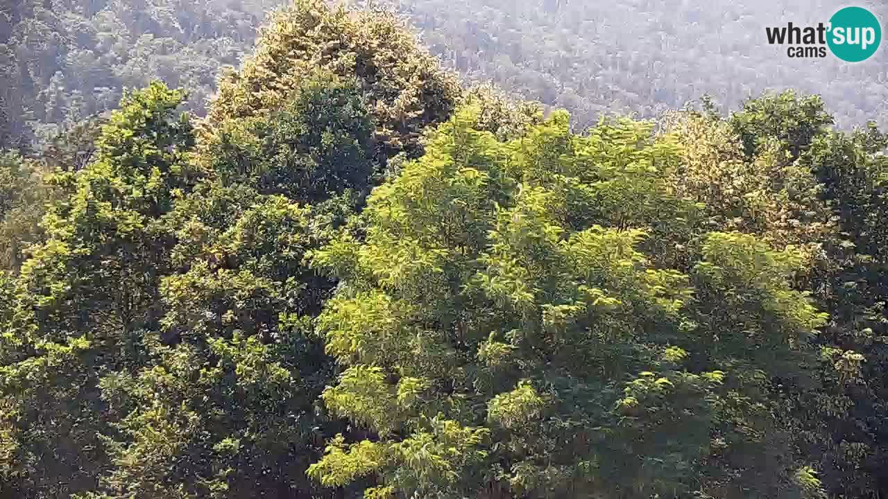Camera en vivo Kočevje – MTB trail center – Eslovenia