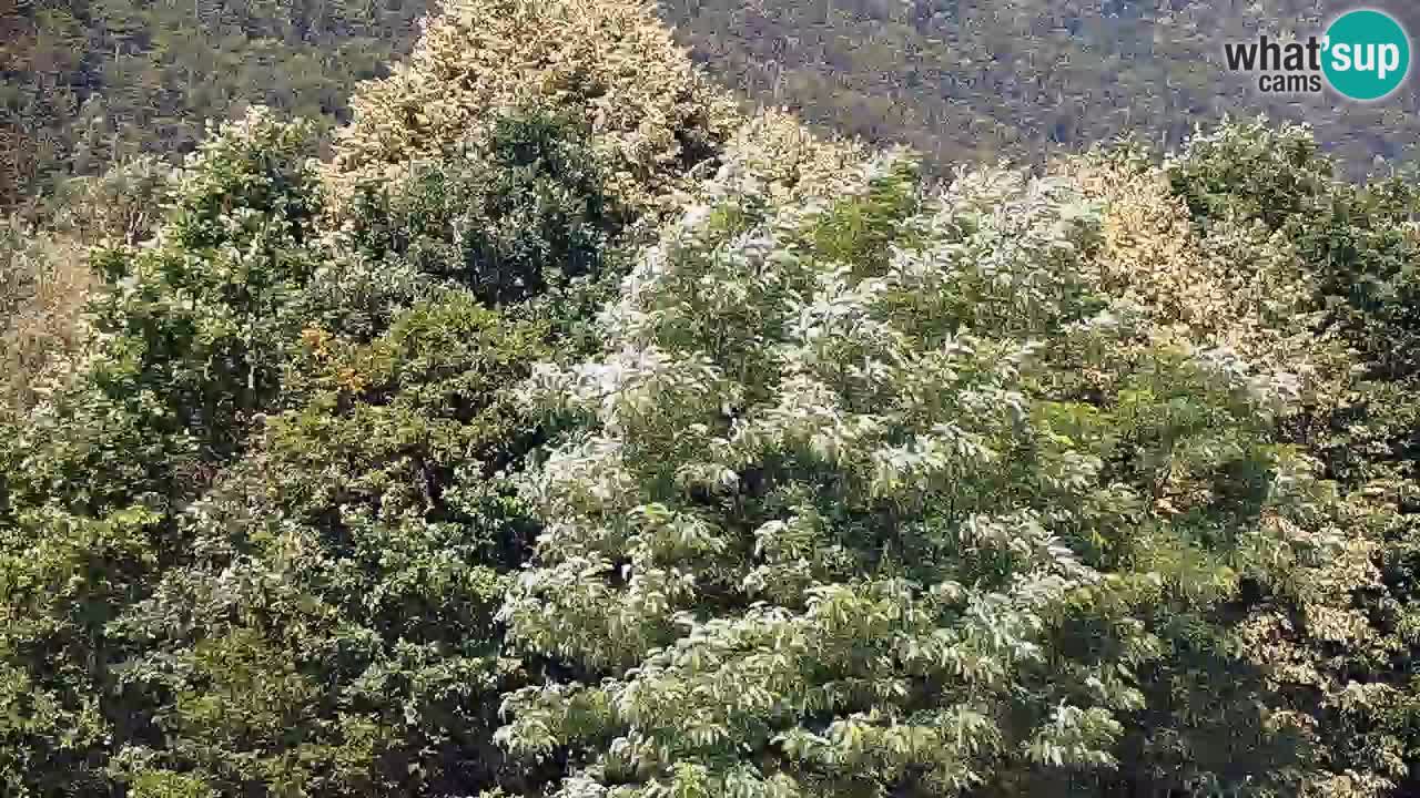 Live webcam Kočevje – MTB trail center – Slovenia