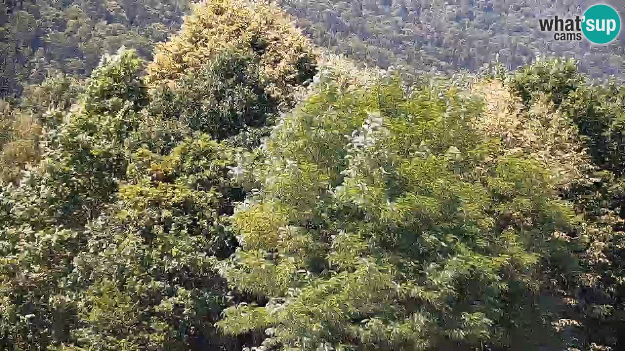 Spletna kamera Kočevje – MTB trail center v živo