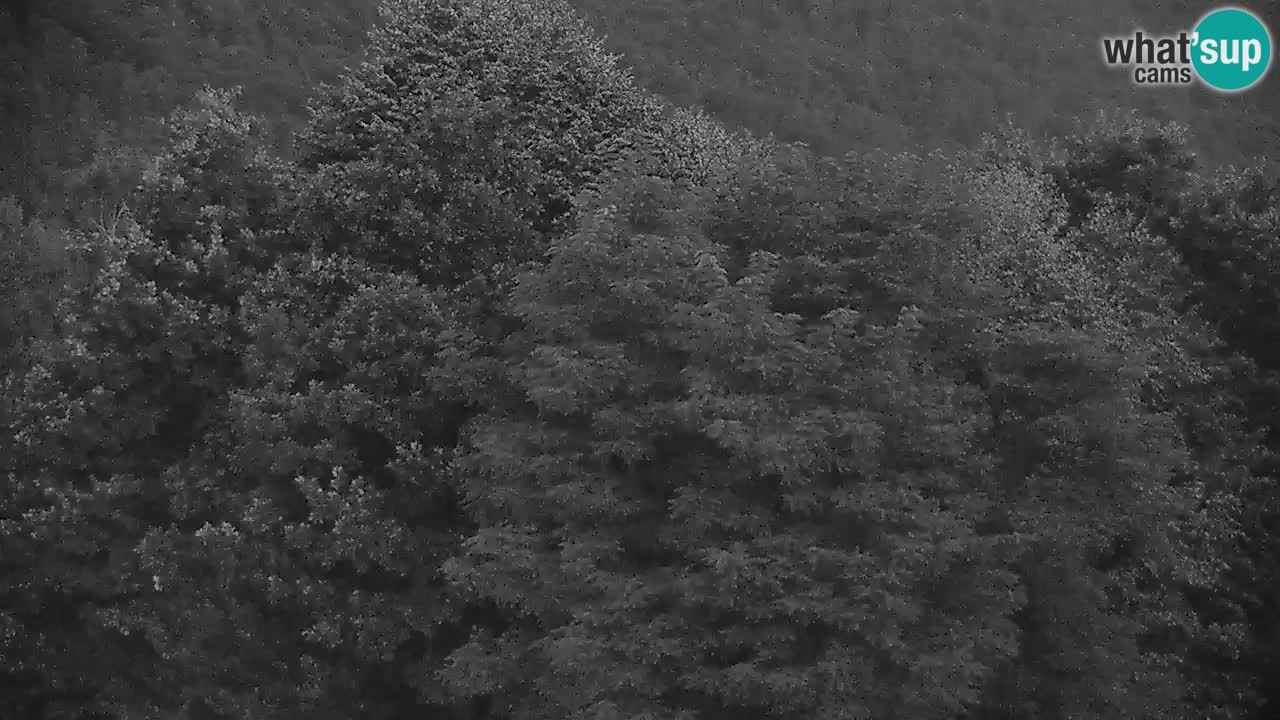 Webcam Kočevje – centro allenamento e svago MTB trail center – Slovenia