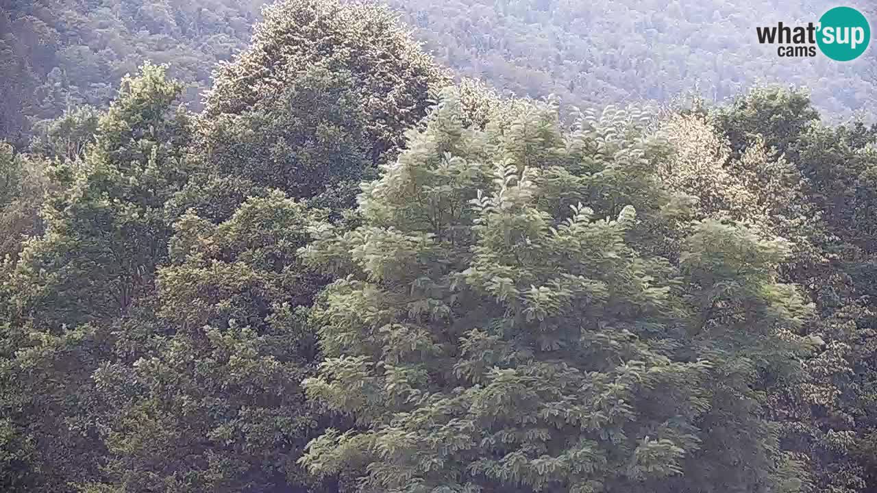Kočevje Live webcam – MTB trail center – Slowenien