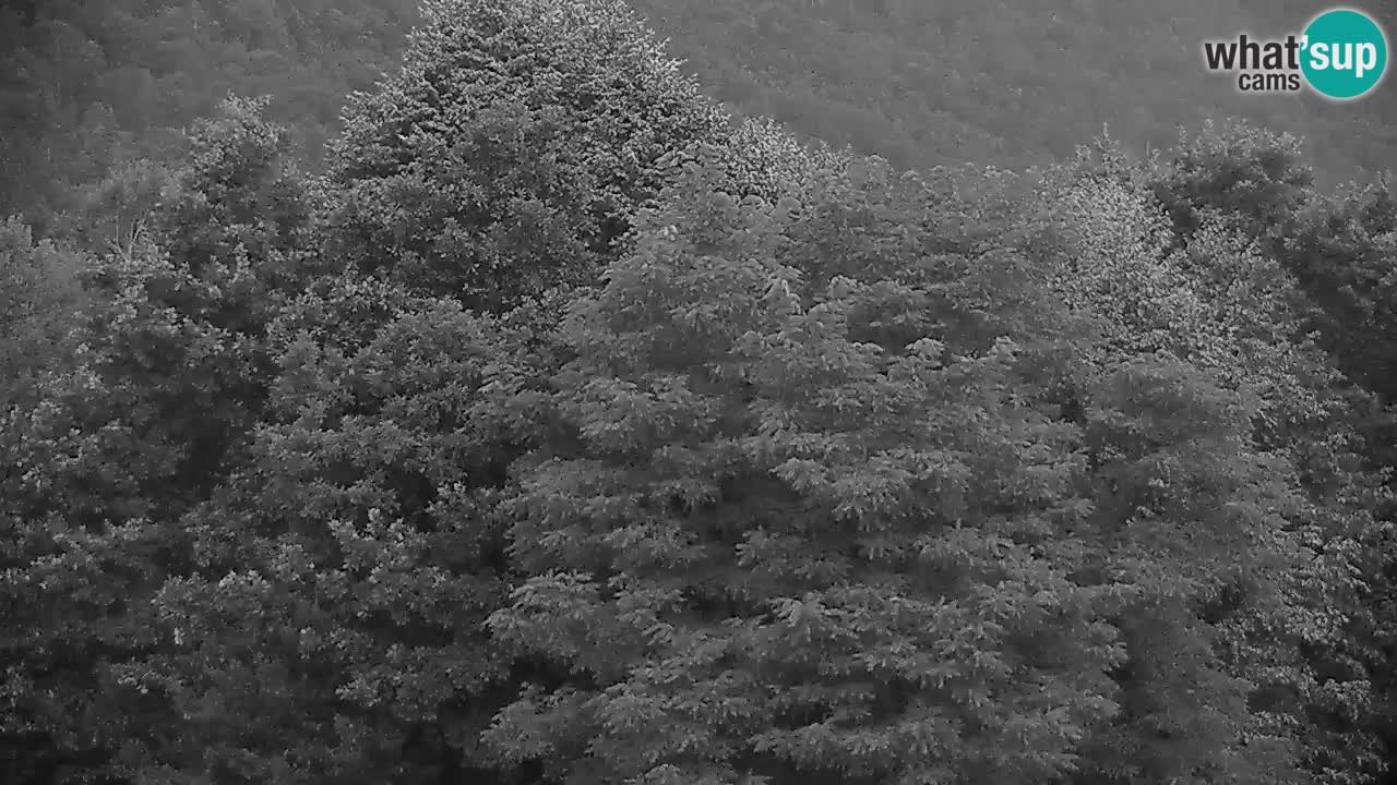 Camera en vivo Kočevje – MTB trail center – Eslovenia